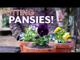 Potting Up early Spring Containers | Pansies, Violas, Hellebores