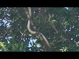 7 ft snake goes right by! cat hot on its tail ! Stormy laying on ground working on quad I’m running
