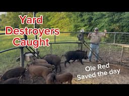 Ole Red helps me with yard-WRECKING WILD HOGS!!!