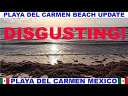 PLAYA DEL CARMEN MEXICO BEACH AND SEAWEED UPDATE - BEACHES ARE DISGUSTING! MORE SEAWEED HAS ARRIVED!