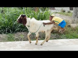 Cutis take Goat! Shocking video 2025, don't miss it!