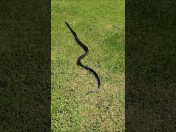 CROW TRIES TO PICK UP GIANT SNAKE!