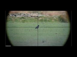 Moorland Lamb Protection Pest Control Sako 85 223 Cal.