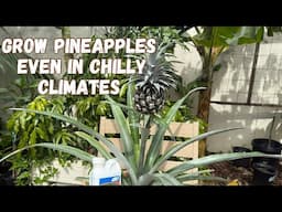 LEARN HOW TO GROW YOUR OWN PINEAPPLES - Fertilizer that helps protect against Crown Rot