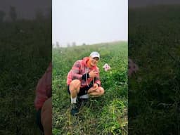 UKHRUL da eigi thawai leihwre 🥰 the beauty of Shirui lily has trapped everyone’s heart ❤️