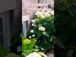 Annabelle Hydrangea  ( must have in the garden) #flowers #garden #gardening #gardeningideas  #new