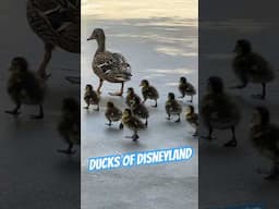 Mama #Duck with a Dozen Baby #Ducklings at California Adventure Park 🦆🐥