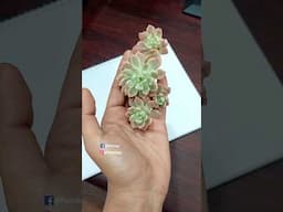 Repotting Ornamental Plants From Cutting in Soil - Graptopetalum // Succulent Plant Care