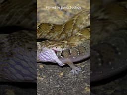 The Common cat snake feeds on a gecko in India