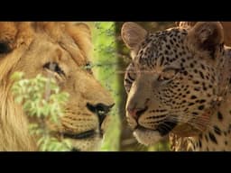 The Hidden Lives of Africa’s Rarest Animals (2H Marathon)