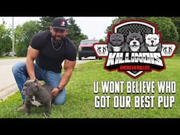 AMERICAN BULLY CUSTOMER PICK UPS FROM THE WORLD FAMOUS KILLINOIS KENNELS !!!!!!!