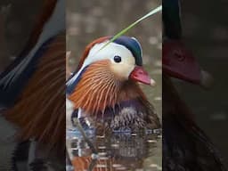 Photographing birds in spring migration