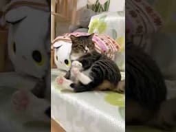 Funniest ANIMALS videos 😂 Funny Cats 😻 and Dogs 🐕 2025