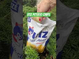 Utz Potato Chips! Squirrel Approved #squirrel #potatochips #utz #trees #feedingtime #snacks #chips