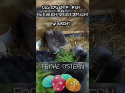 Ostergrüße