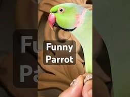 Parrot making funny noises | Talking Parrot #funnyparrot #talkingparot #parrottalking #cutebird