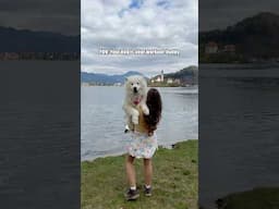 Workout with my fluffy bestie 🐶 #dog #samoyed #workout #travel #slovenia
