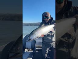 Columbia River Spring Salmon, The Best Eating Fish On Earth.