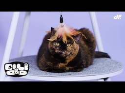 [멍&냥] 고양이 직캠 (소롱이, 프레디) | 아이엠 I.M
