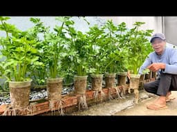 Started With $0 – I Grew Celery on Rocks and Made 5x the Profit!