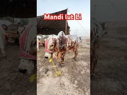 Very Beautiful Bull Multan Janwar Mandi #janwar #animals #reels #zoo #shorts #minivlog