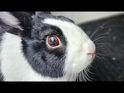 Rabbit eating applesauce and Rice Krispies