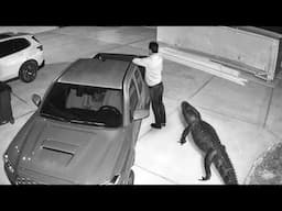 Incredible Animal Moments Caught on Camera in about 30 Minutes !