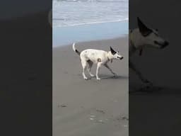 Beach pups