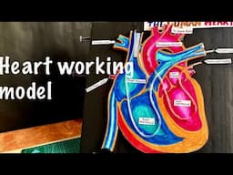 heart working model making using syringe easy - science project exhibition | Nakul Sahu Art