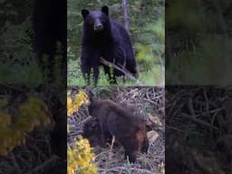 300 PRC vs Bears 🐻