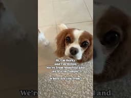 Nice to meet you! #cavalierkingcharles #yourdogs #dogs