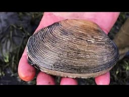 MONSTER CLAMS: Catch, Clean, Cook Clam Ceviche Tostada!
