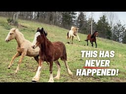 Our Horse Changed Her Name?! + Herd Introduction REACTIONS!