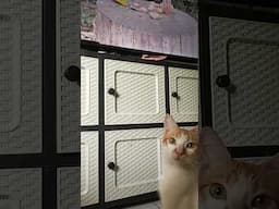 si paling anteng #catlife #catlovers #cutecat #cat #kucing #neko #kitty #meow #pets #ネコ #猫のいる暮らし