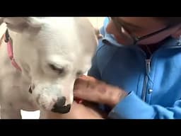 Dog's heartbroken when family abandons her