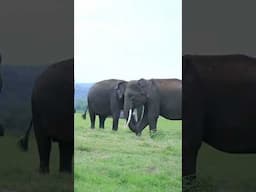 Elephants' Viral Trunk Greeting Exposes Emotional Secrets!