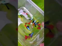 ikan guppy telinga lebar