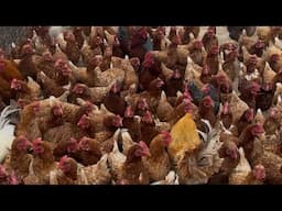 Want Your Chickens To Lay More EGGS?? | Plus I Offended Everyone