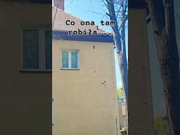 OMG 🙈 Co ona tam robiła - Wiewiórka na ścianie Squirrel in the wall #squirrel #wiewiórka