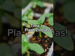 Zinnias Coming Soon!