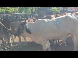 GANADO BUENO A LA VENTA WN EL TRÁNSITO SAN MIGUEL EL SALVADOR ON
