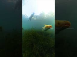 ക്ഷേത്ര കുളത്തിലെ ആൽബിനോ ഷാർക്ക് 🦈 | Albino Shark in Kerala temple pond | #explorewithakshay #pond