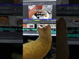 My Orange Kitten Is My Favorite Editor