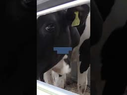 Is it hard to find information about animal research from those carrying it out? Fact-checking ep15