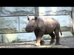 Baby rhino coming this summer!