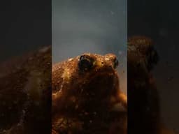 A meatball mystery