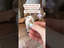 How far does my dwarf hamster travel? 😮 #hamsters #roborovskii #pets