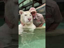WOULD YOU GUYS DO THIS?!👀😳In the pool with this beautiful Snow White Bengal Tiger 🐅