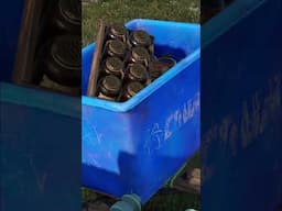 rust bee catapult ammo