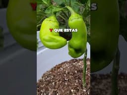 Por qué no cuajan las flores de chile🌼🌶️